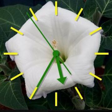 Moon Flower Bloom 2 by MJS Designs
