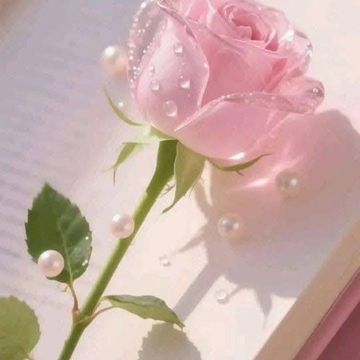 🌹Rose Dew Storylight by Turtle_Angel