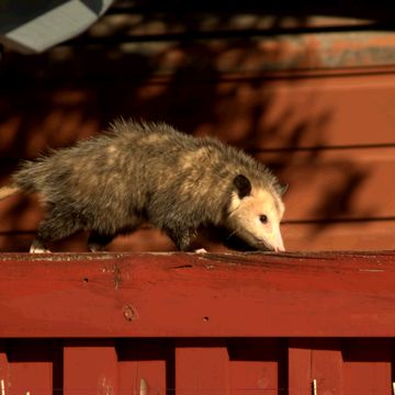 Possum On Fence 2 by MJS Designs