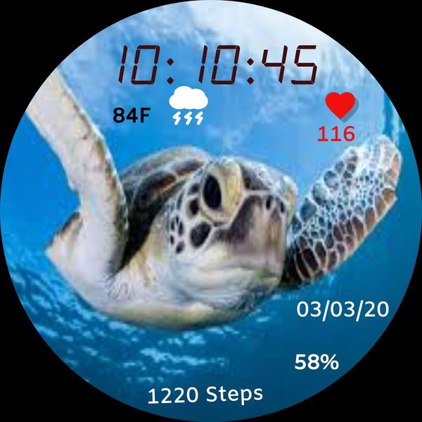 Sea Turtle