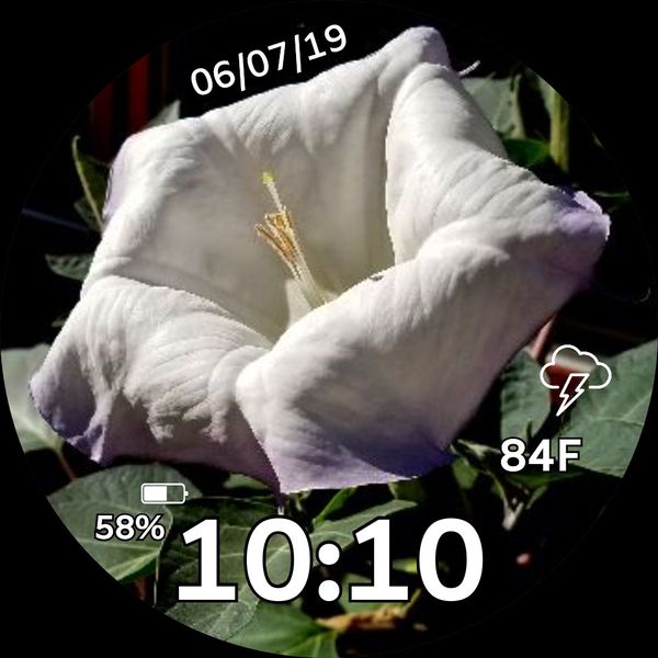 Moon Flower Bloom 1