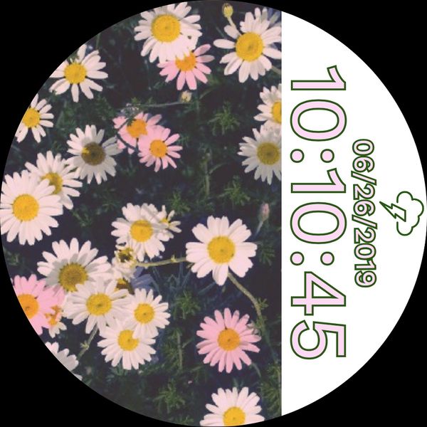 daisy
