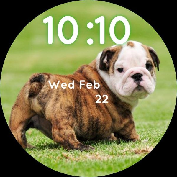 Cute Bulldog