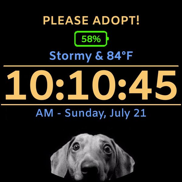 Please Adopt Shelter Pets!