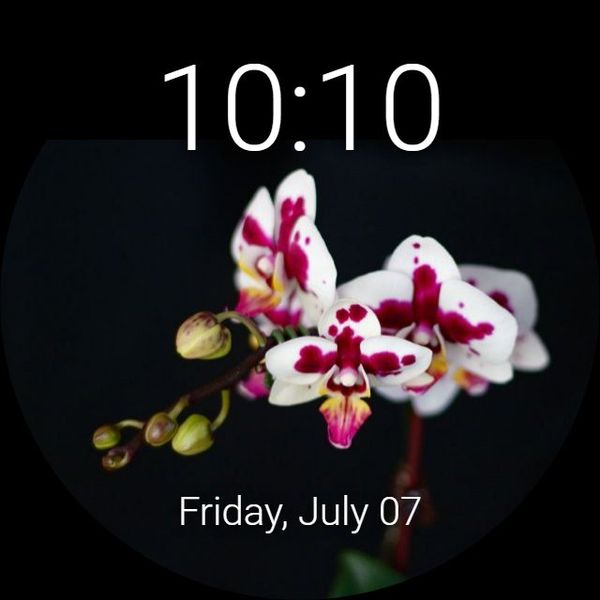 Pink Orchid