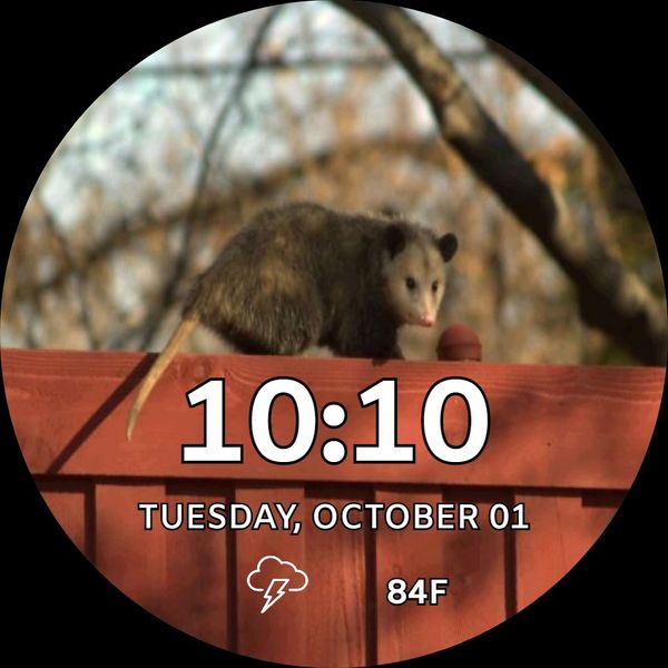 Possum On Fence 1