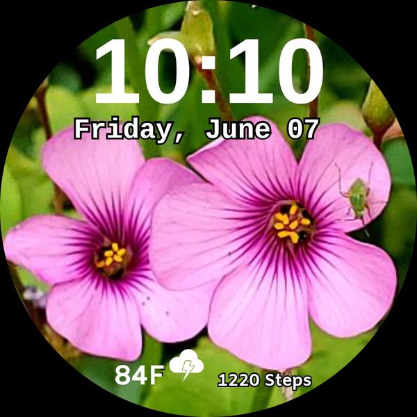Pink Flower 2