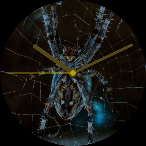spider pictures