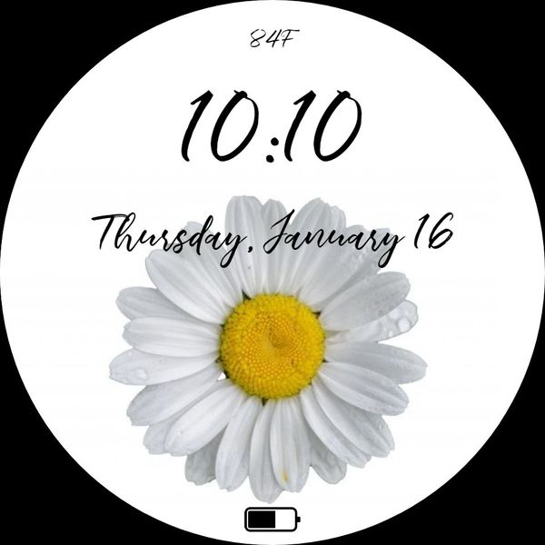 White Daisy