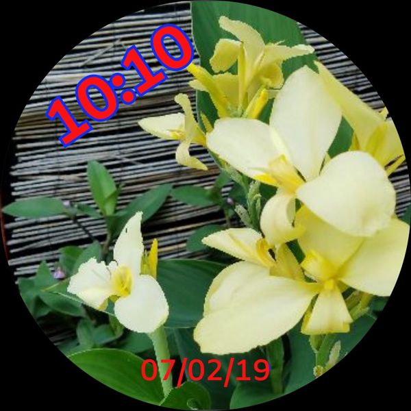 Yellow Flower 01
