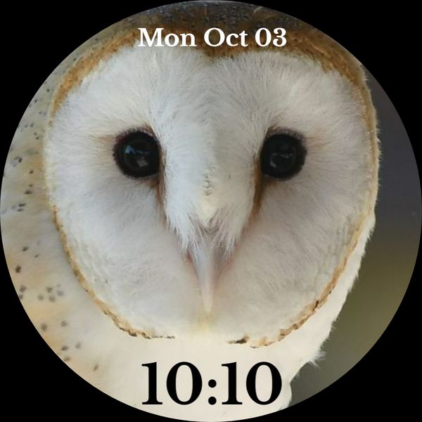 Barn Owl
