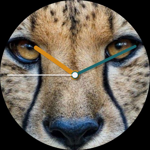 Cheetah