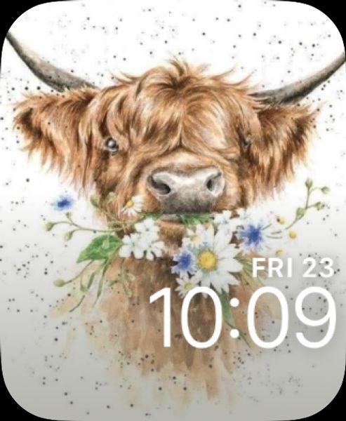 Highland Cow