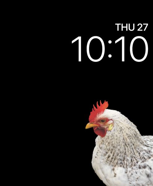 Chickens