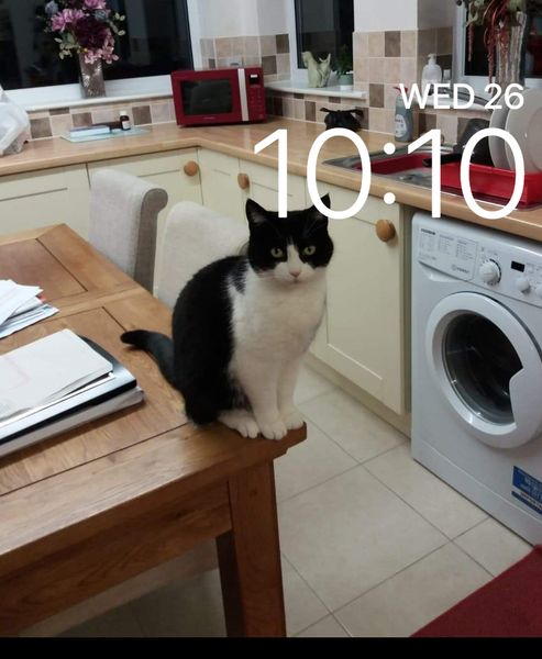 Cat