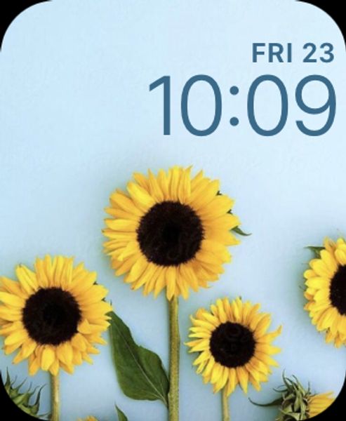 Sunflowers