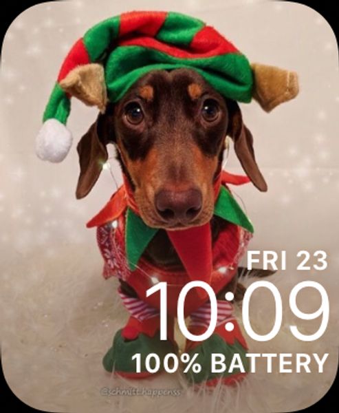Dachshund: Christmas II
