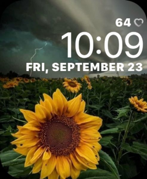 Sunflower