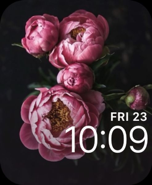 Roses 4