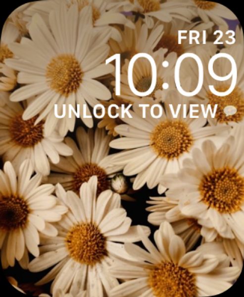 Daisies