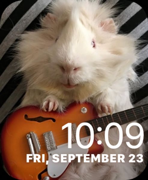 Guitarist Guinea Pig