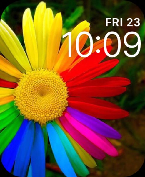 Daisy Flower: Colorful