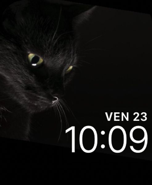 Black Cat
