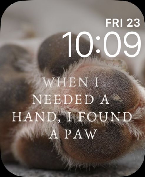 My dog, my friend II