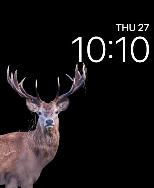 Buck