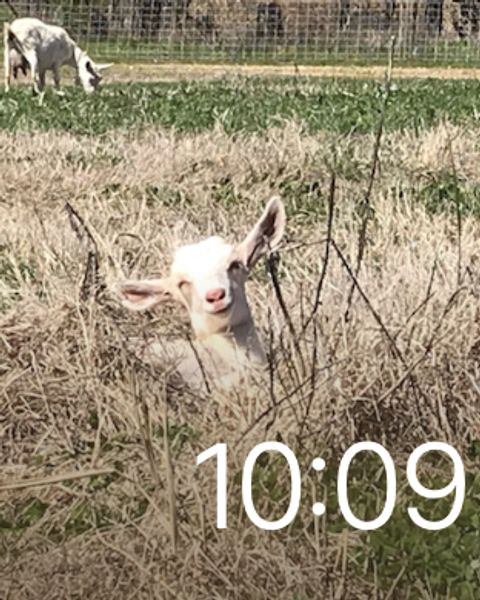 Goat