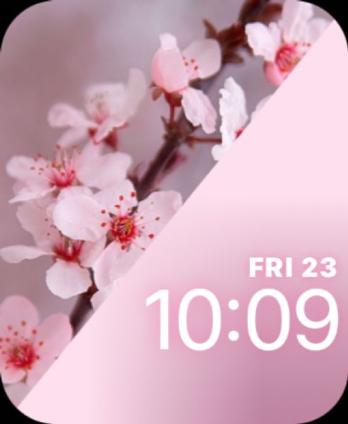 Pink Cherry Blossoms
