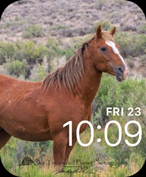 Wild Horse Stallion