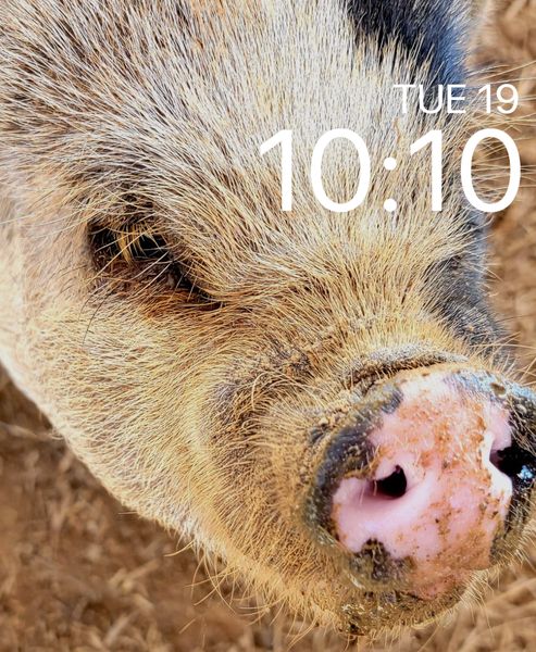 Pig Apple
