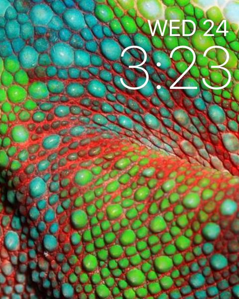 Lizard Skin