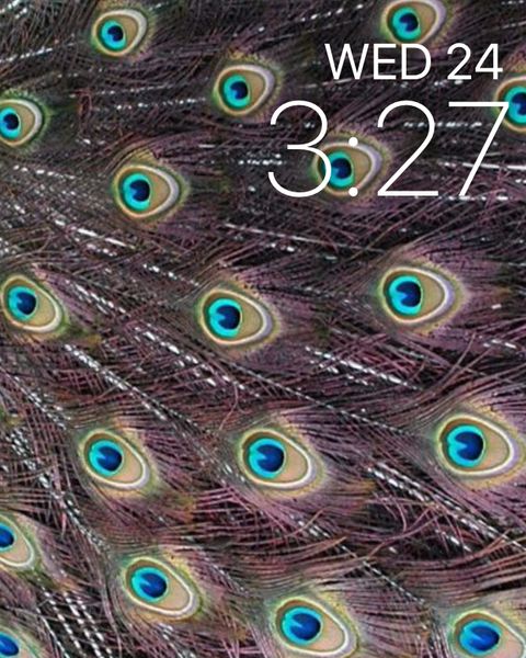 Peacock Eyes